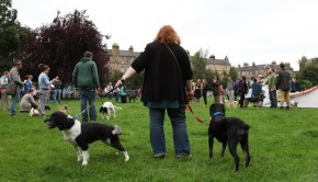 Scruffts dog compeition - dogs in a park