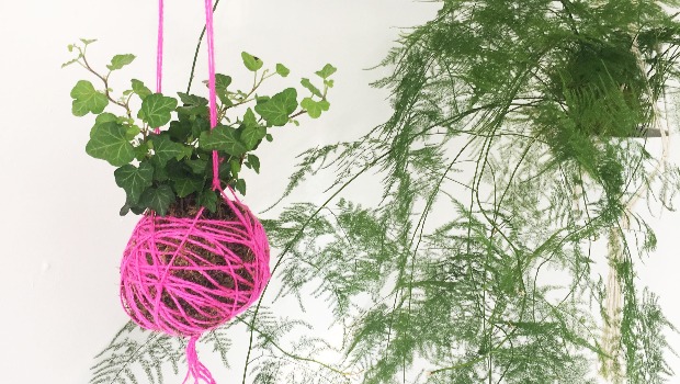 Hanging basket holding a plant