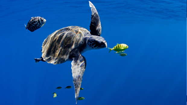 Turtle and fish swim in the ocean